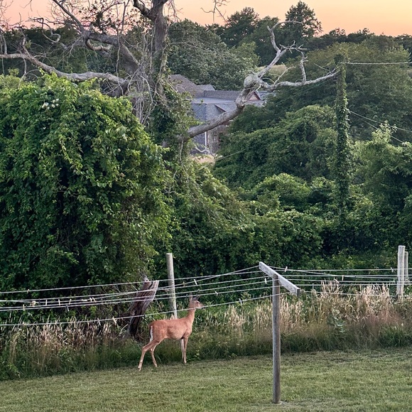 Meet your Posher, Sam - Picture 1 of 2